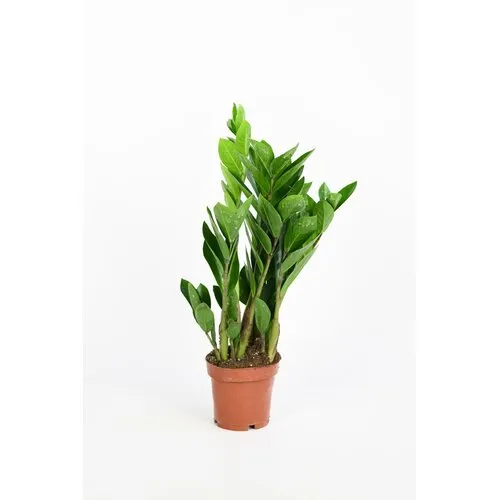 JUNAVERA Zamioculcas zamiifolia | pot 12 cm | hoogte 50 cm