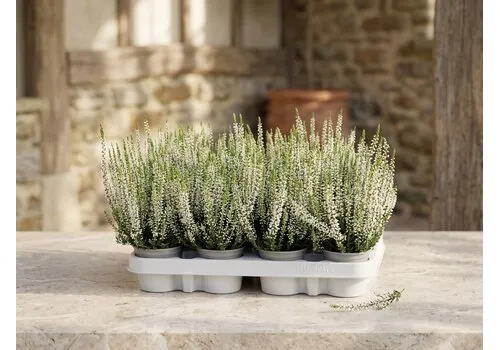 JUNAVERA Calluna vulgaris Beauty Ladies Verenka | 20 cm hoog | 9 cm pot