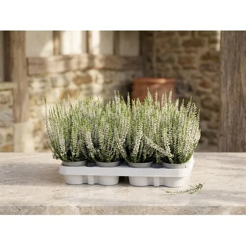 JUNAVERA Calluna vulgaris Beauty Ladies Verenka | 20 cm hoog | 9 cm pot