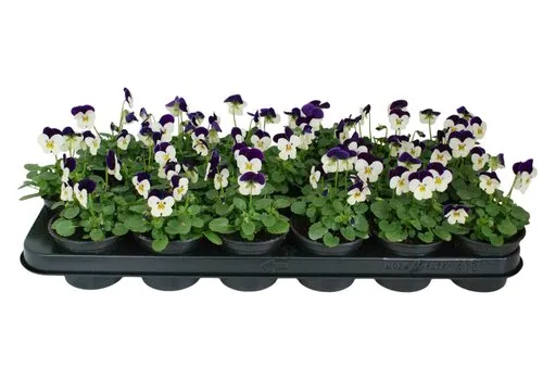 JUNAVERA Viola Admire White Purple Wing | kleinbloemig viooltje | 12 cm hoog | 9 cm pot