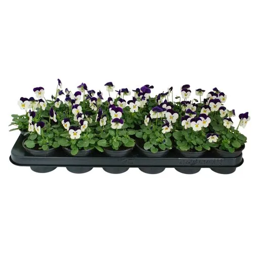 JUNAVERA Viola Admire White Purple Wing | kleinbloemig viooltje | 12 cm hoog | 9 cm pot