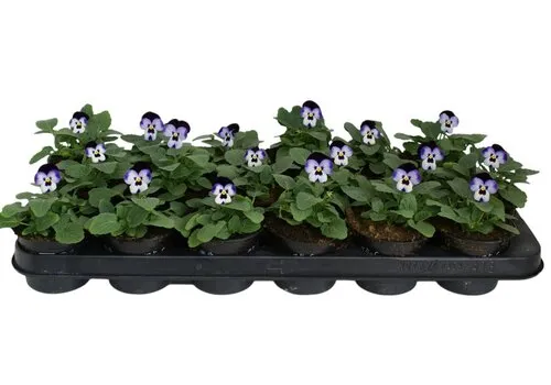 JUNAVERA Viola cornuta Deltini F1 Blue Beacon | 9 cm pot | ca. 10 cm hoog