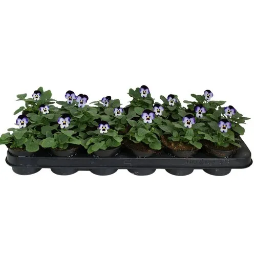JUNAVERA Viola cornuta Deltini F1 Blue Beacon | 9 cm pot | ca. 10 cm hoog