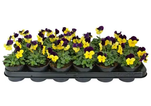 JUNAVERA Viola cornuta Beacon Yellow | 12 cm hoog | 9 cm pot