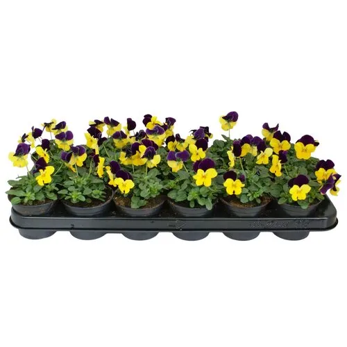 JUNAVERA Viola cornuta Beacon Yellow | 12 cm hoog | 9 cm pot