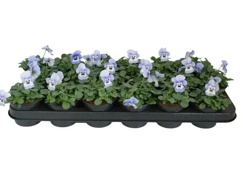 JUNAVERA Viola cornuta Marina | 12 cm hoog | 9 cm pot