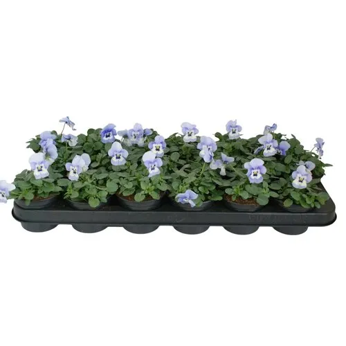 JUNAVERA Viola cornuta Marina | 12 cm hoog | 9 cm pot