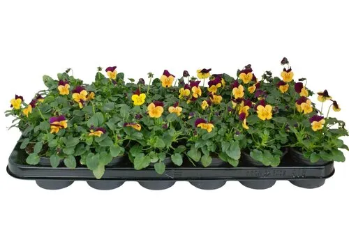 JUNAVERA Kleinbloemig viooltje Viola Evo Mini F1 Orange Purple Wing | 12 cm hoog | 9 cm pot