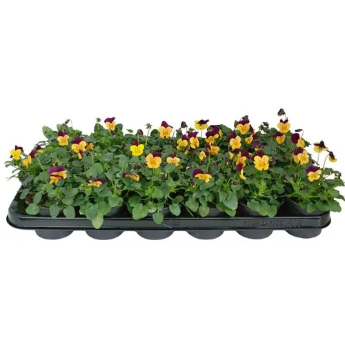 JUNAVERA Kleinbloemig viooltje Viola Evo Mini F1 Orange Purple Wing | 12 cm hoog | 9 cm pot