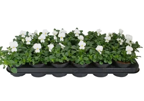 JUNAVERA Viola Evo Mini F1 White | kleinbloemig viooltje | 12 cm hoog | 9 cm pot