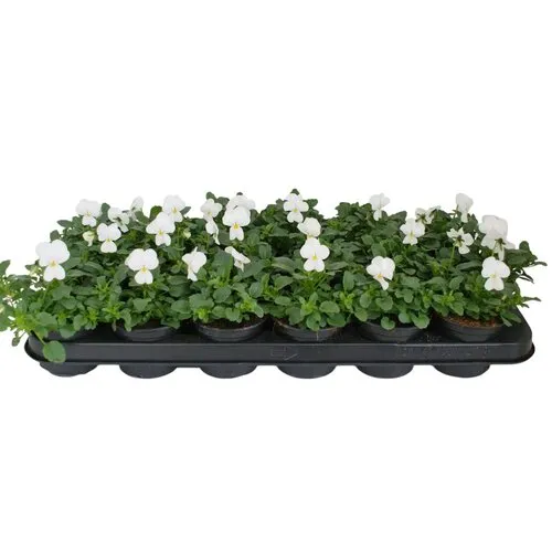 JUNAVERA Viola Evo Mini F1 White | kleinbloemig viooltje | 12 cm hoog | 9 cm pot