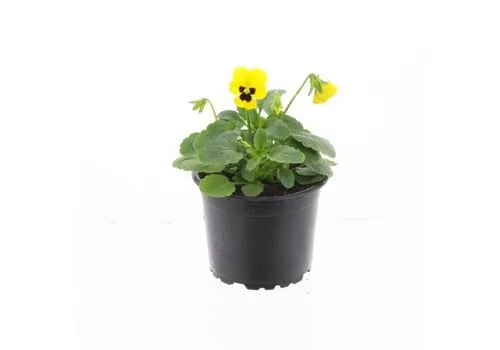 JUNAVERA Viola Cornuta Evo Mini F1 Yellow Blotch | 15 cm hoog | 9 cm pot