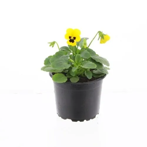 JUNAVERA Viola Cornuta Evo Mini F1 Yellow Blotch | 15 cm hoog | 9 cm pot