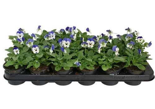 JUNAVERA Klein bloemig viooltje Viola Sorbet Blue Heavenimp | 9 cm pot | ca. 12 cm hoog