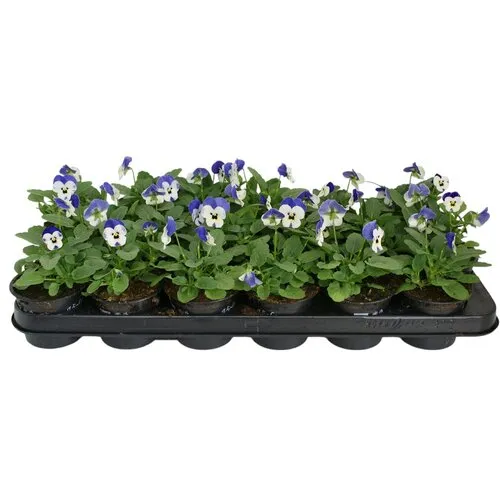 JUNAVERA Klein bloemig viooltje Viola Sorbet Blue Heavenimp | 9 cm pot | ca. 12 cm hoog