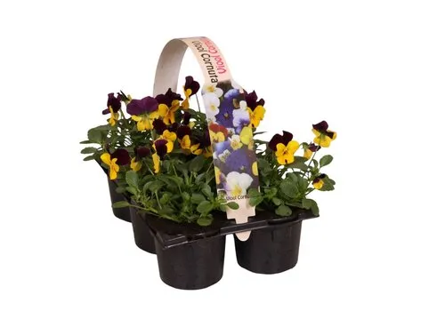 JUNAVERA Kleinbloemig viooltje Beacon Yellow | tray 6 x 9 cm pot | 12 cm hoog