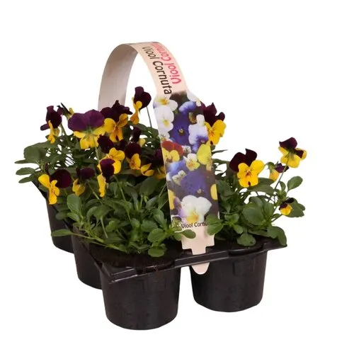 JUNAVERA Kleinbloemig viooltje Beacon Yellow | tray 6 x 9 cm pot | 12 cm hoog