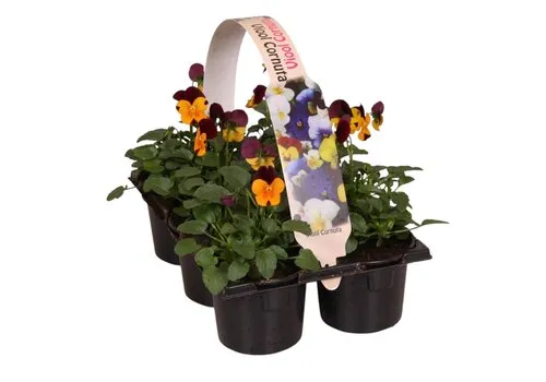 JUNAVERA Viola cornuta Evo Mini F1 Orange Purple Wing | tray 6 stuks | 9 cm pot | ca. 10 cm hoog