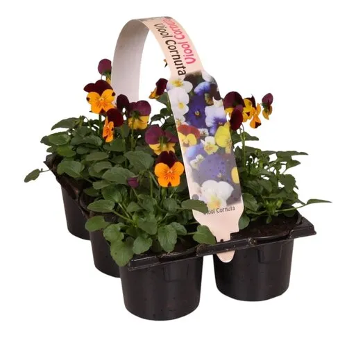 JUNAVERA Viola cornuta Evo Mini F1 Orange Purple Wing | tray 6 stuks | 9 cm pot | ca. 10 cm hoog
