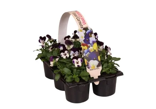 JUNAVERA Viola cornuta Evo Mini F1 Purple Face tray | 6x 9 cm pot | 12 cm hoog