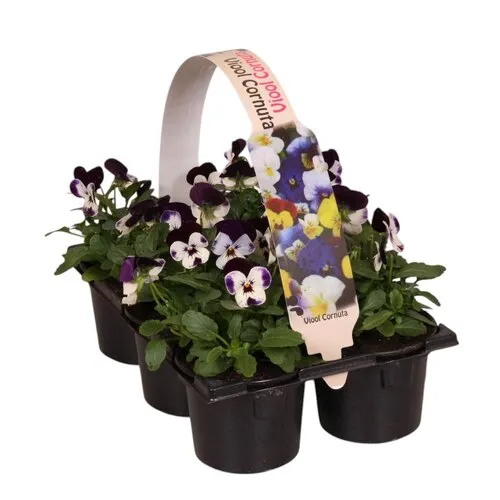 JUNAVERA Viola cornuta Evo Mini F1 Purple Face tray | 6x 9 cm pot | 12 cm hoog