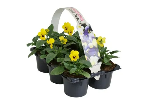 JUNAVERA Viola Evo Mini F1 Yellow Blotch tray | 6 planten | 9 cm pot | ca. 10 tot 15 cm hoog