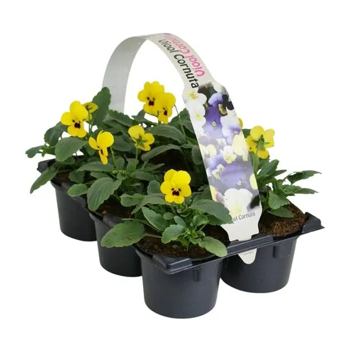 JUNAVERA Viola Evo Mini F1 Yellow Blotch tray | 6 planten | 9 cm pot | ca. 10 tot 15 cm hoog