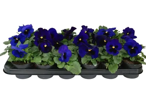 JUNAVERA Viola Delta F1 Deep Blue with Blotch | grootbloemige viool | 9 cm pot | ca. 10 cm hoog