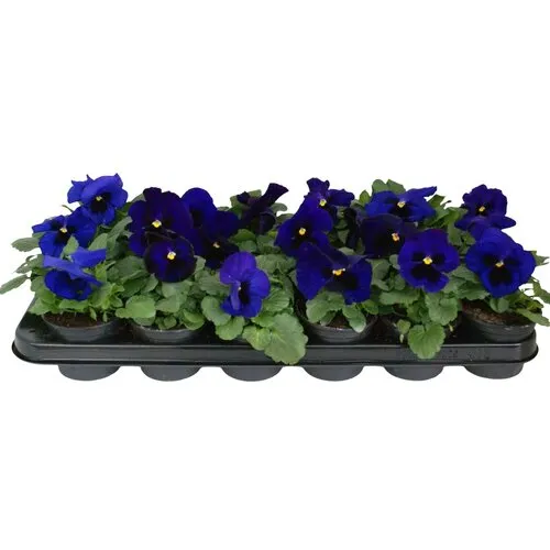 JUNAVERA Viola Delta F1 Deep Blue with Blotch | grootbloemige viool | 9 cm pot | ca. 10 cm hoog