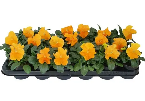 JUNAVERA Viola Delta F1 Pure Deep Orange | grootbloemige viool | 12 cm hoog | 9 cm pot