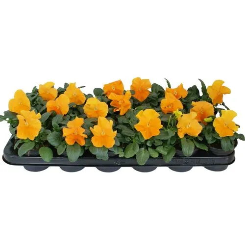 JUNAVERA Viola Delta F1 Pure Deep Orange | grootbloemige viool | 12 cm hoog | 9 cm pot