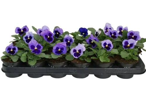 JUNAVERA Viola Delta F1 Pure Light Blue | 12 cm hoog | 9 cm pot