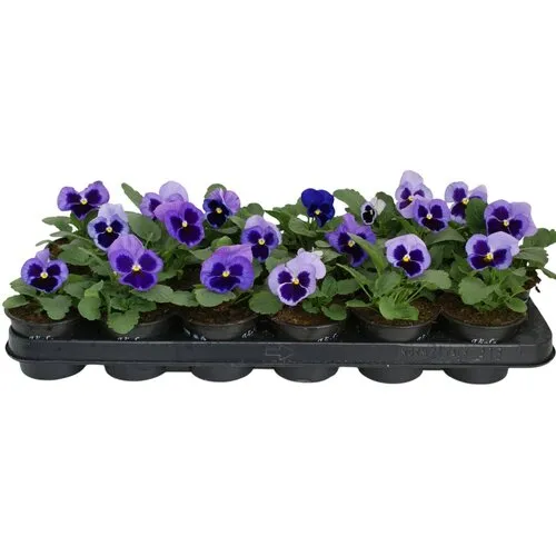 JUNAVERA Viola Delta F1 Pure Light Blue | 12 cm hoog | 9 cm pot