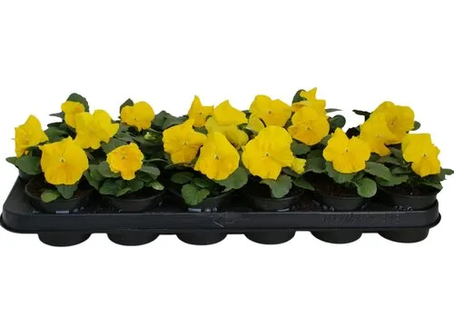 JUNAVERA Viola Delta F1 Pure Primrose | 12 cm hoog | 9 cm pot
