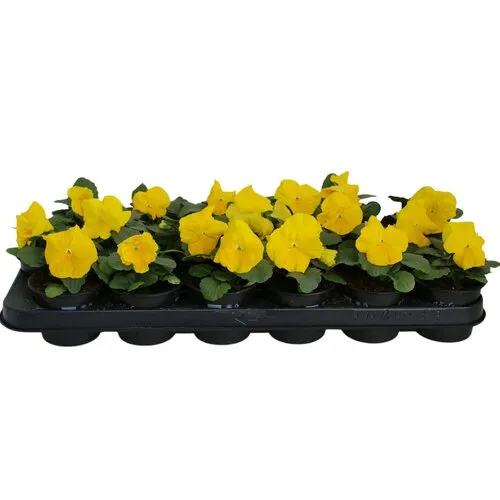 JUNAVERA Viola Delta F1 Pure Primrose | 12 cm hoog | 9 cm pot