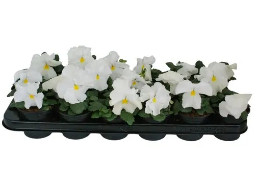 JUNAVERA Viola Delta F1 Pure White | grootbloemige viool | ca. 10 tot 15 cm | 9 cm pot