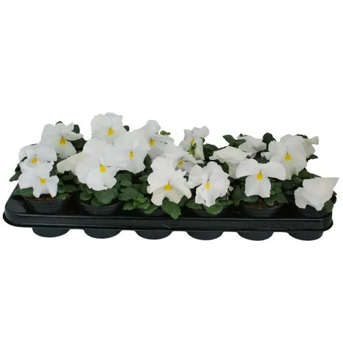 JUNAVERA Viola Delta F1 Pure White | grootbloemige viool | ca. 10 tot 15 cm | 9 cm pot