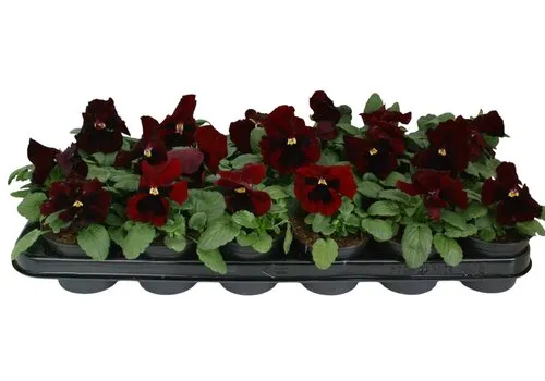 JUNAVERA Viola Delta F1 Red with Blotch | grootbloemige viool | 12 cm | 9 cm pot