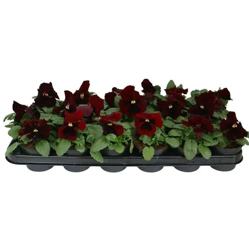 JUNAVERA Viola Delta F1 Red with Blotch | grootbloemige viool | 12 cm | 9 cm pot