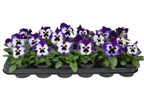 JUNAVERA Grootbloemige viool Delta F1 Violet with Face | ca. 10 cm hoog | 9 cm pot