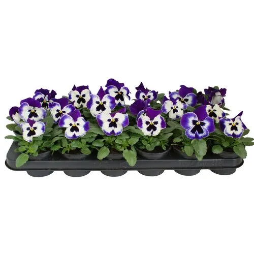 JUNAVERA Grootbloemige viool Delta F1 Violet with Face | ca. 10 cm hoog | 9 cm pot