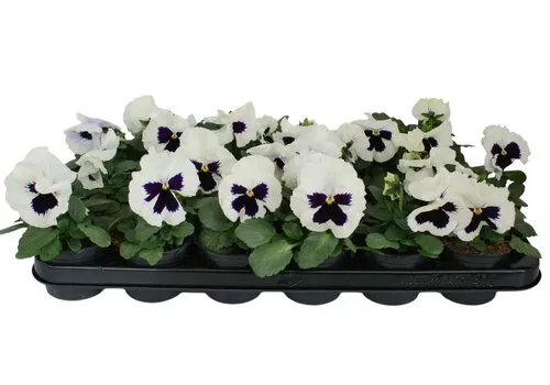 JUNAVERA Grootbloemige viool Delta F1 White with Blotch | 12 cm hoog | 9 cm pot