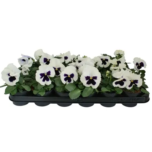 JUNAVERA Grootbloemige viool Delta F1 White with Blotch | 12 cm hoog | 9 cm pot
