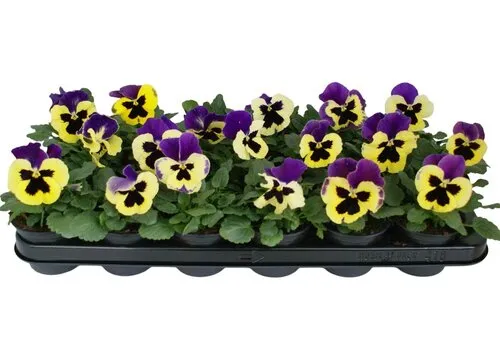 JUNAVERA Grootbloemige viool Delta F1 Yellow with Purple Wing | 12 cm hoog | 9 cm pot