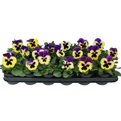 JUNAVERA Grootbloemige viool Delta F1 Yellow with Purple Wing | 12 cm hoog | 9 cm pot