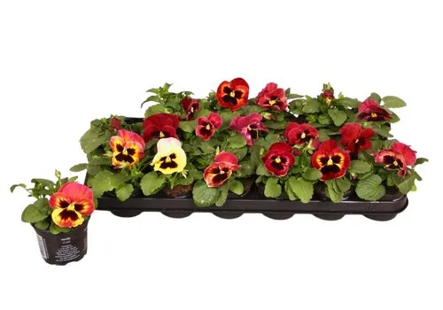 JUNAVERA Grootbloemige viool Delta F1 Yellow with Red Wing | 9 cm pot | ca. 12 cm hoog