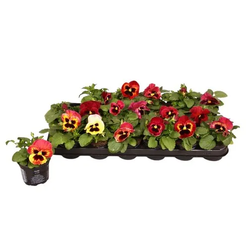 JUNAVERA Grootbloemige viool Delta F1 Yellow with Red Wing | 9 cm pot | ca. 12 cm hoog