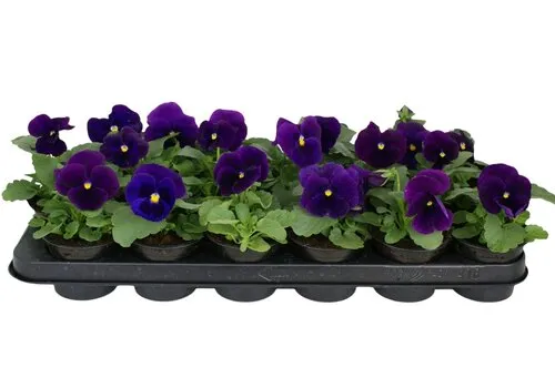 JUNAVERA Grootbloemige viool Matrix Azure | 9 cm pot | ca. 10 cm hoog