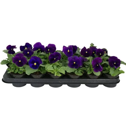 JUNAVERA Grootbloemige viool Matrix Azure | 9 cm pot | ca. 10 cm hoog