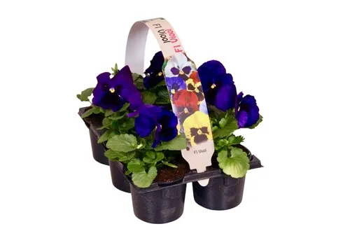 JUNAVERA Viola Delta F1 Deep Blue with Blotch | tray 6 stuks | 12 cm | 9 cm pot